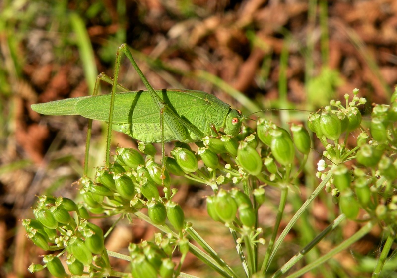 Phaneroptera